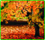 autumno